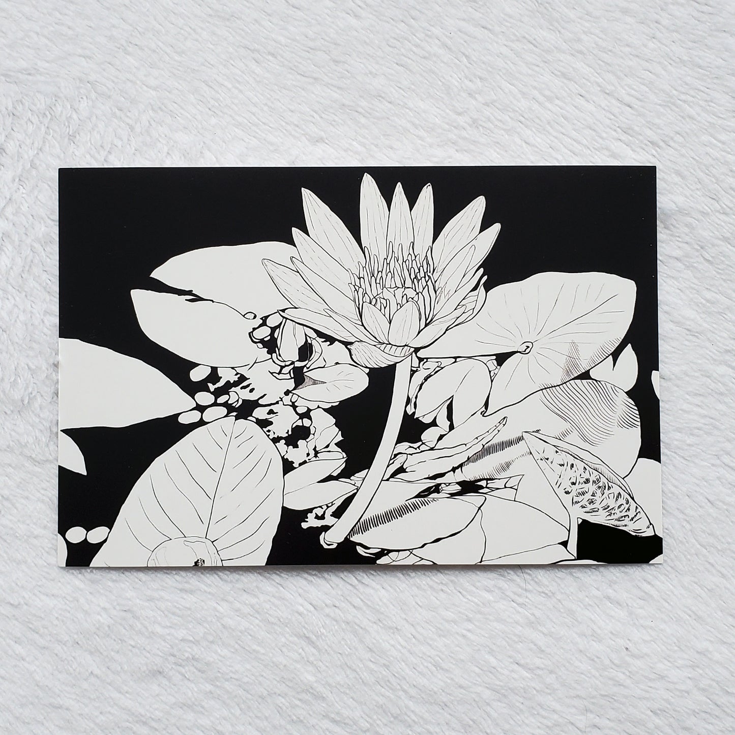 Postcard - Water Lily