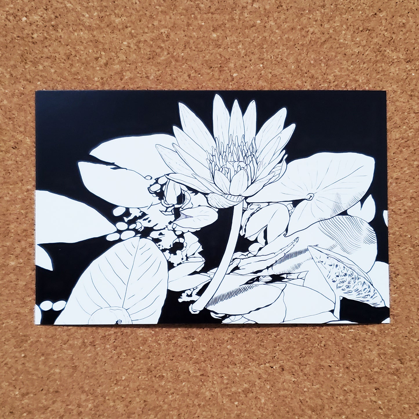 Postcard - Water Lily